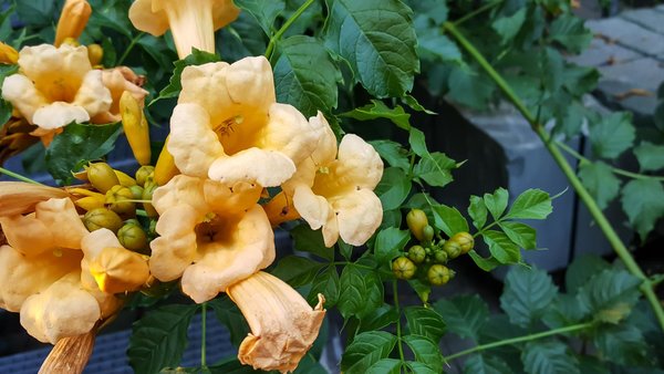 Blüte einer Trompetenblume.
