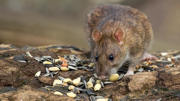 Ratte an Vogelfutter