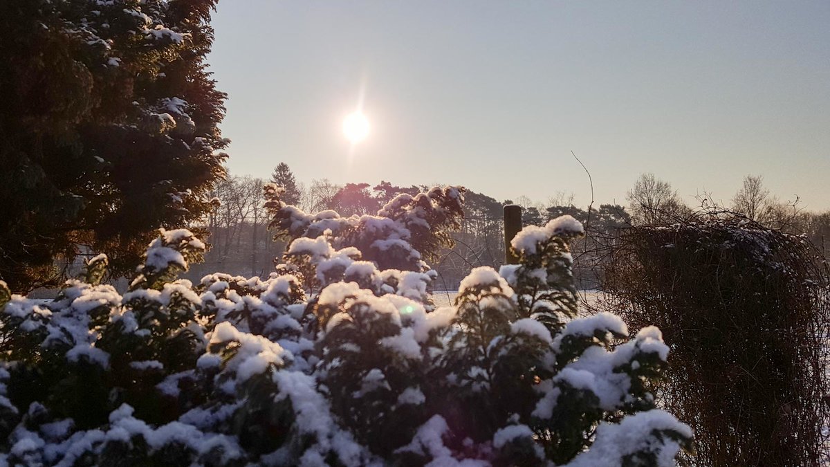 Sonnenaufgang im Vordergrund stehen Pflanzen