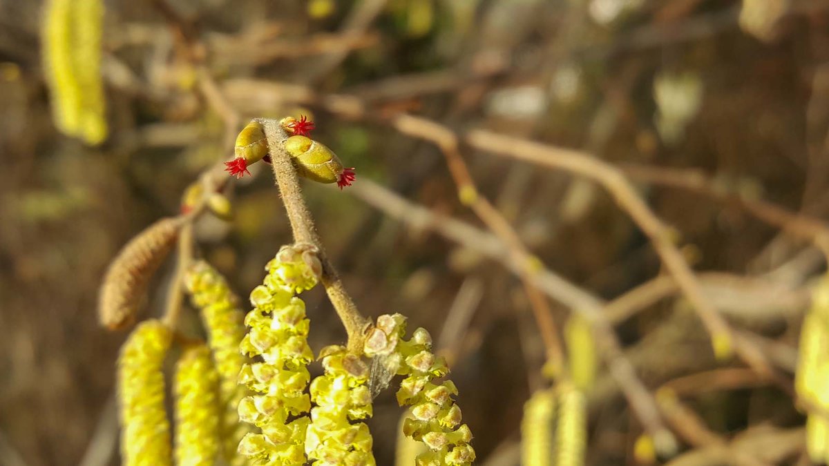Rote weibliche und gelbe männliche Blüten der Haselnuss