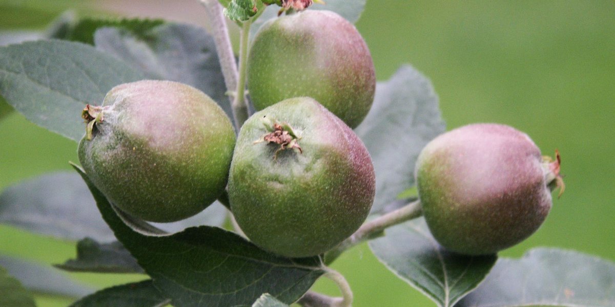Junge Früchte an einem Apfelbaum
