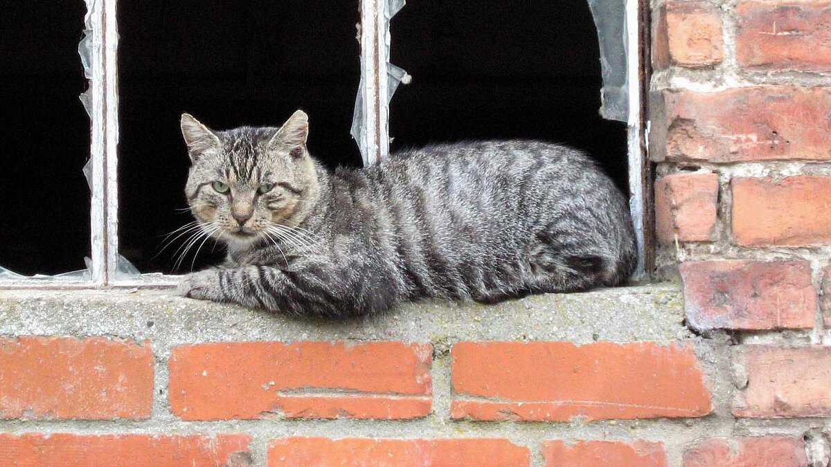 Freigänger-Katze, die in einem Fenster liegt