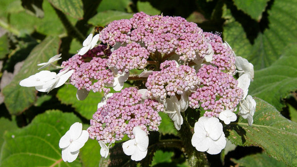 Eine Samthortensie schneiden Sie am besten nur vorsichtig.