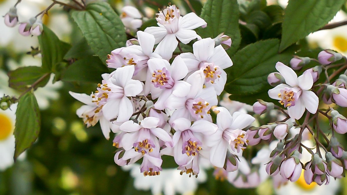 Blüten der Rosen Deutzie