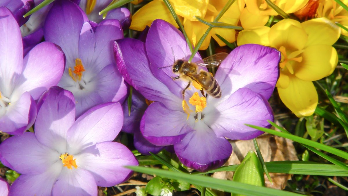 Krokusblüte mit Biene