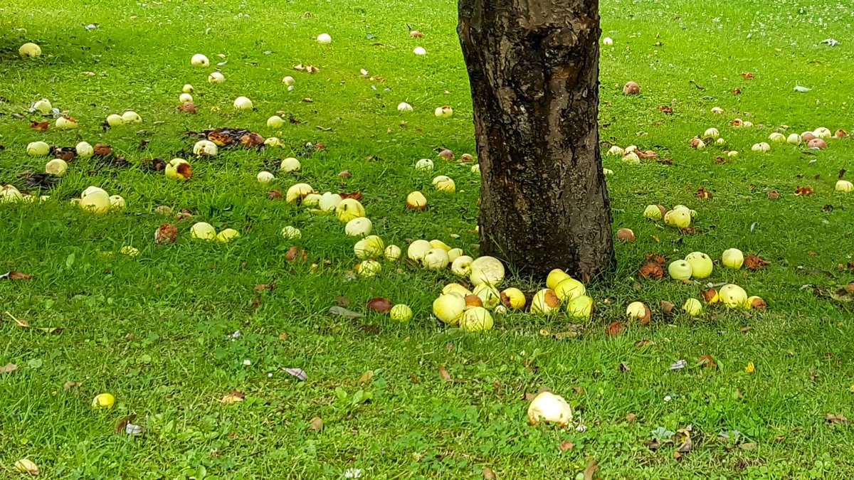 Äpfel liegen unter einem Baum 