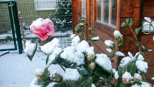 Kamelienblüte mit Schnee