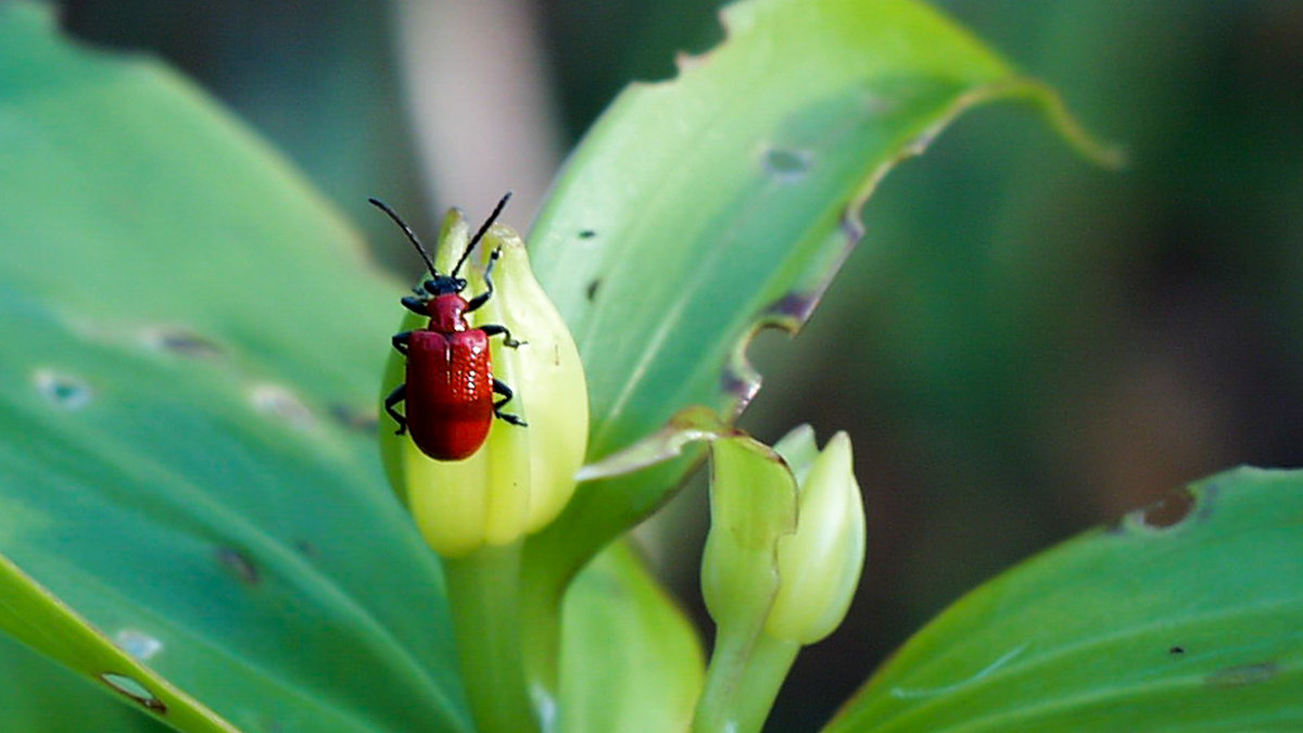Käfer des Lilienhähnchens an einer Knospe