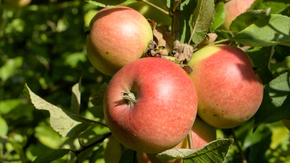 Früchte der Apfelsorte Alkmene