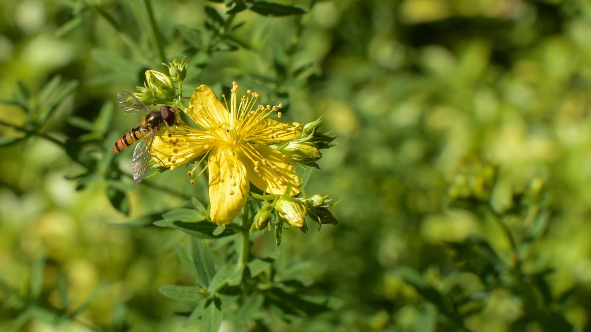 Tüpfel Johanniskraut Blüte mit Schwebfliege