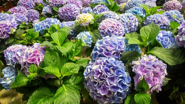 Große Bauernhortensie im Garten