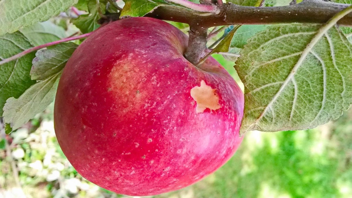 Vogelfraß an einem Apfel 