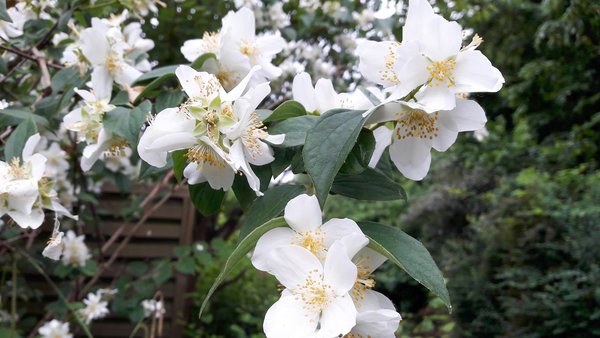 Blüten des Falschen Jasmin