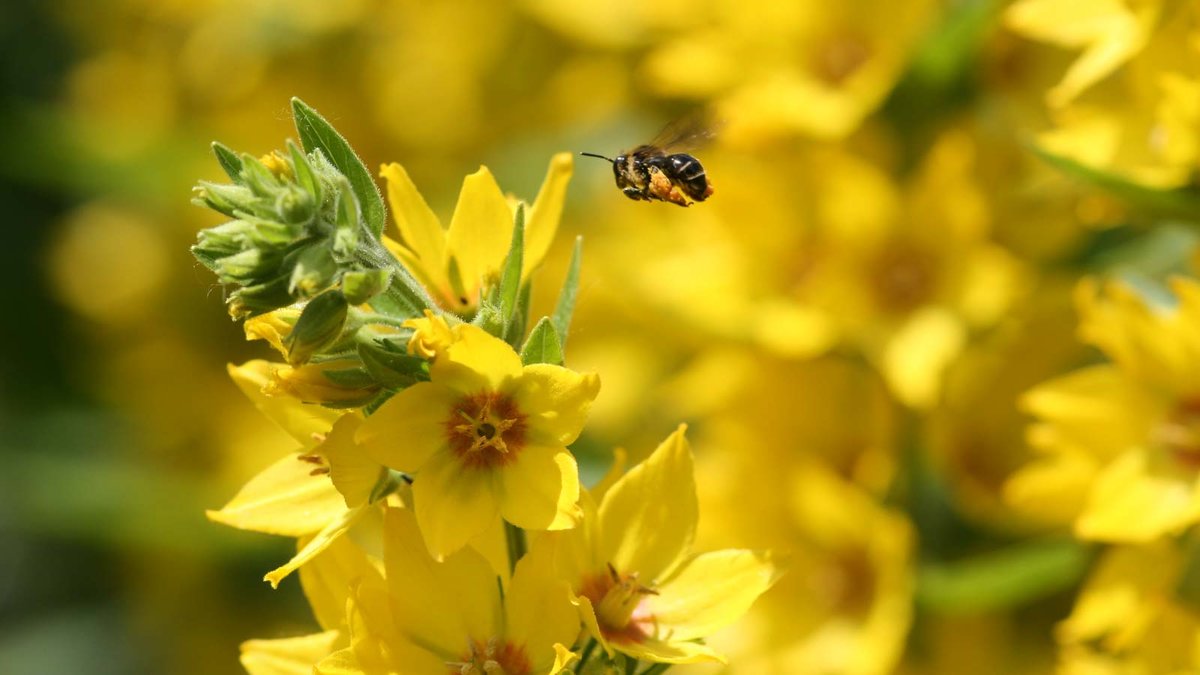 Blüten vom Gilbweiderich mit Schenkelbiene