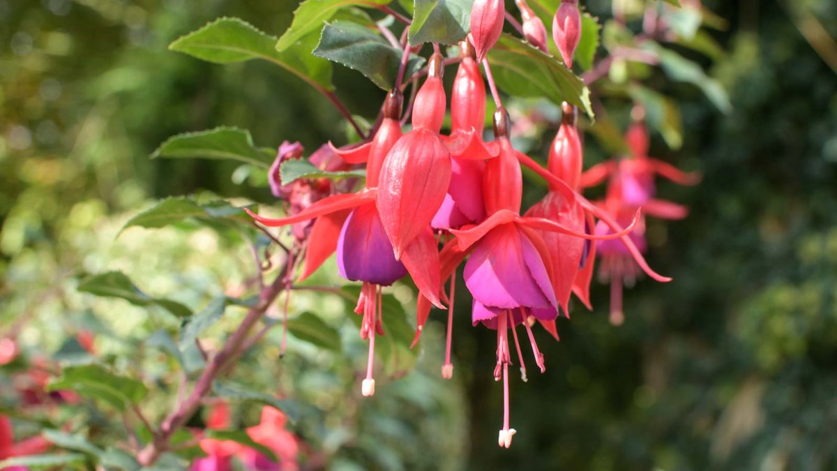 Blüte einer Fuchsie 