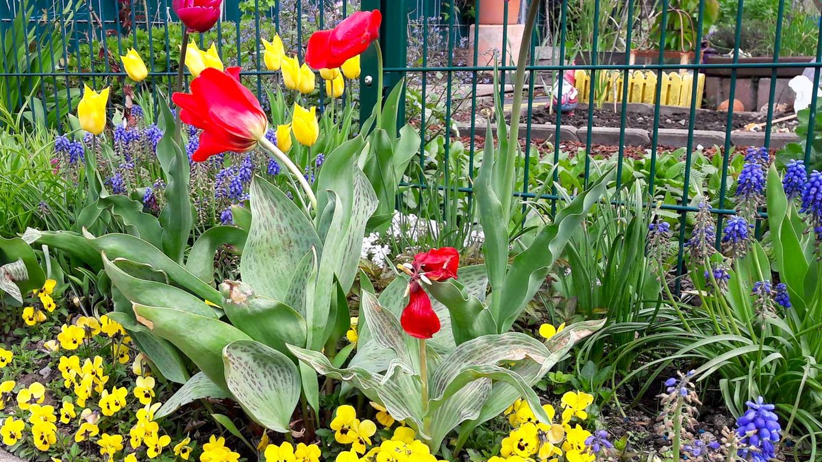 Tulpen in einem Beet