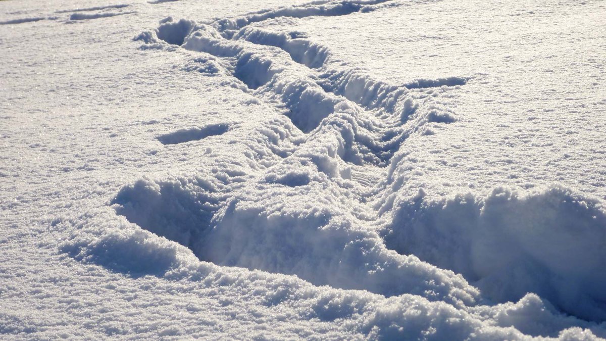 Spuren im Schnee auf einer Rasenfläche.