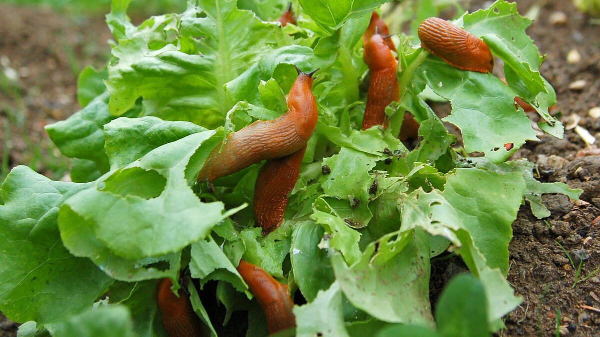 Nahaufnahme von mehreren Nacktschnecken, die sich durch Gemüse im Garten fressen