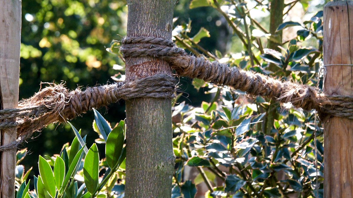 Baumanbindung aus Cocosstrick