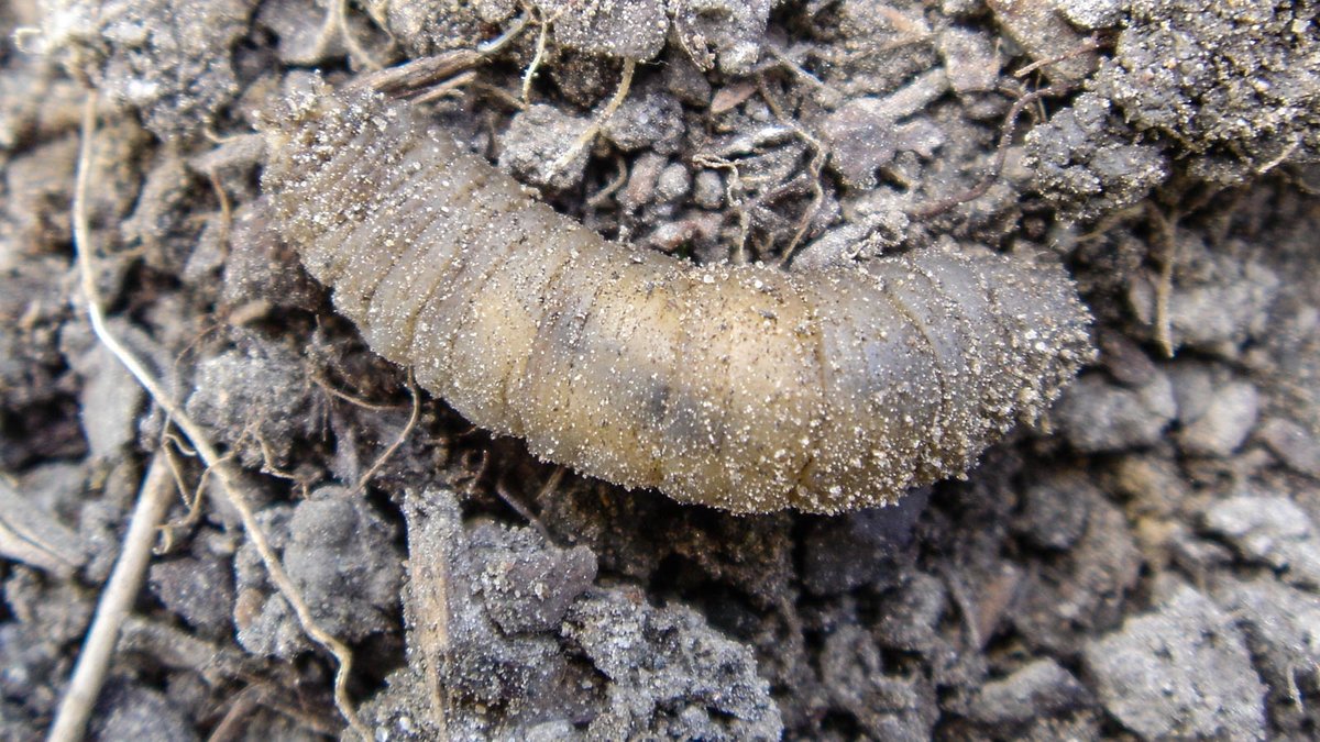 Larve der Wiesenschnake