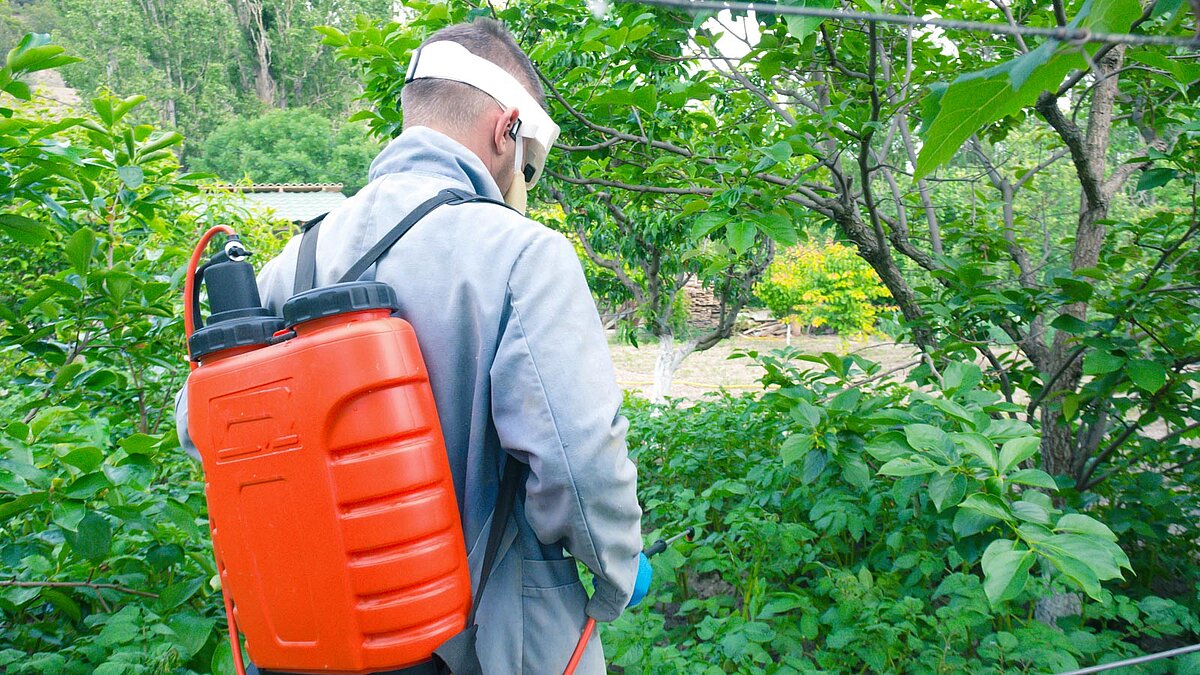 Mann in Schutzkleidung in Ansicht von hinten versprüht Pestizide auf Sträucher