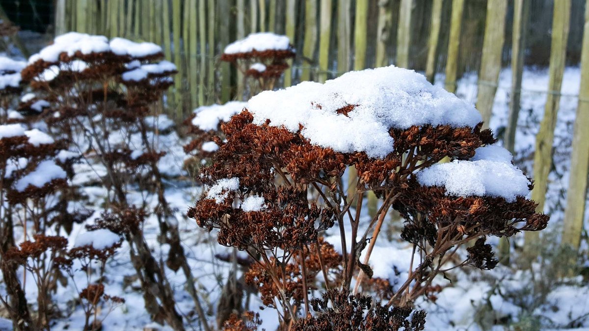 Schnee auf den verblühten Blüten der Fetthenne 