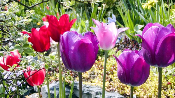 Blüten der Tulpen