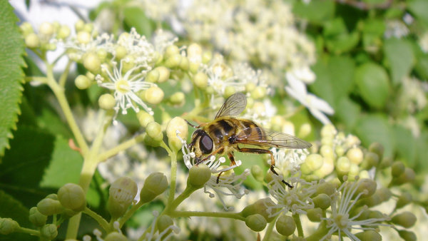 Schwebfliege auf Gartenpflanze