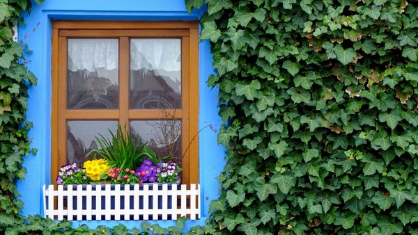 Efeu an einer Hauswand neben einem Fenster