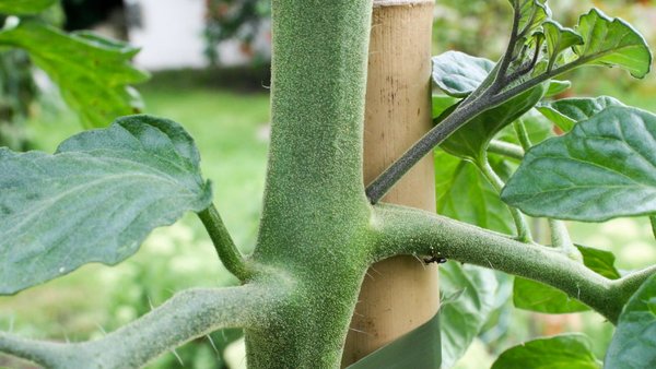 Geiztrieb an Tomate vor dem Ausgeizen.