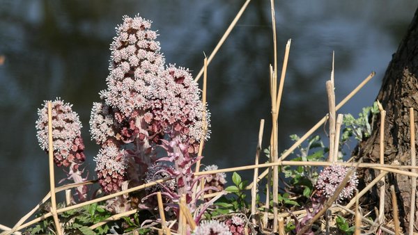 Pestwurz in Blüte