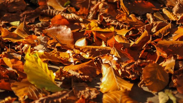 Herbstlaub der Buche