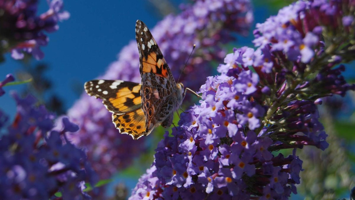 Wenn Sie regelmäßig Ihren Sommerflieder schneiden setzt er zahlreiche Blüten a. Das lockt, wie man sehen kann, auch Schmetterlinge an.