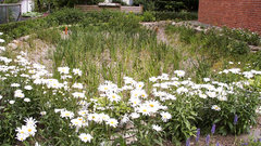 Mit Blumen umrandete Versickerungsanlage im Garten