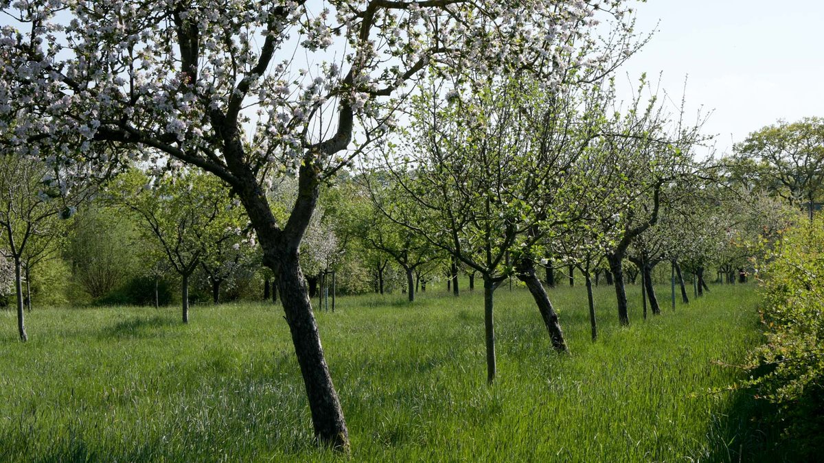 Obstbäume auf einer Streuobstwiese