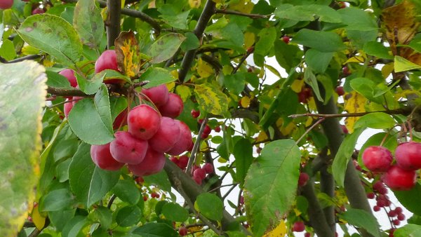 Rote Zieräpfel am Baum hängend