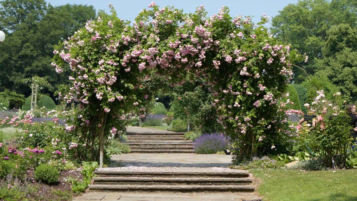 Blühender Rosenbogen in einem Rosengarten.
