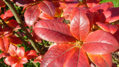 Feuerrote Azalea im Herbst