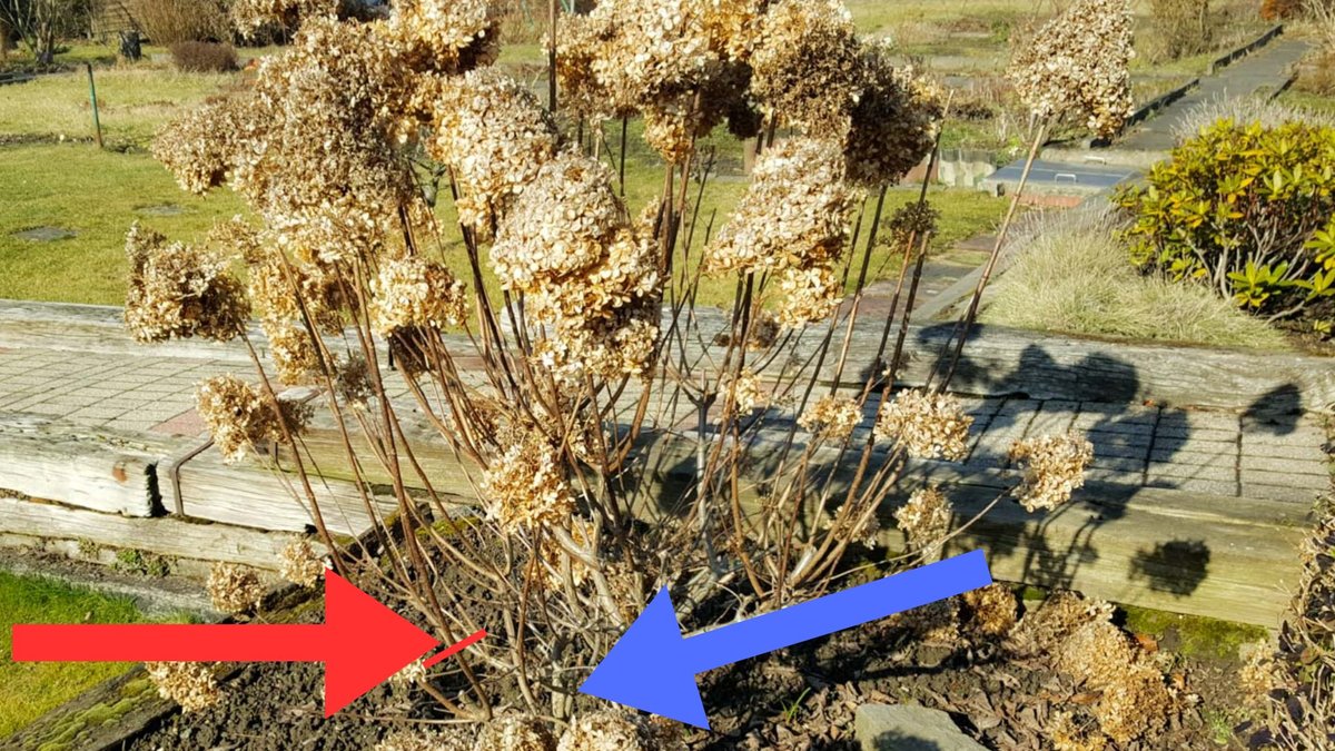 Pfeile zeigen auf die Stellen an denen Sie eine Rispenhortensie schneiden sollten.