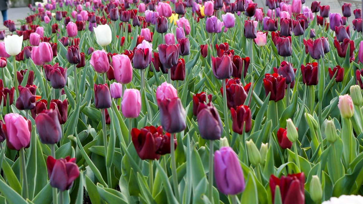 Blüte der Tulpen in einem großen Beet