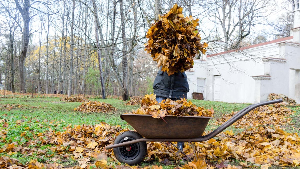 Person füllt Herbstlaub in eine Schubkarre