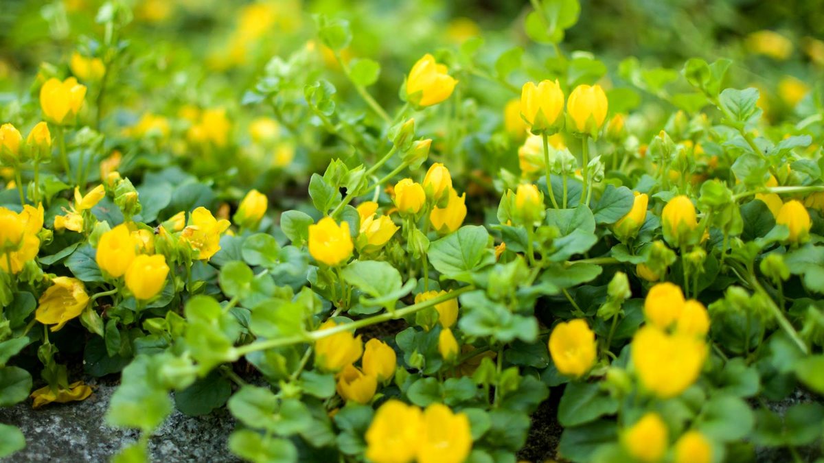 Blüten und Blätter beim Pfennigkraut 