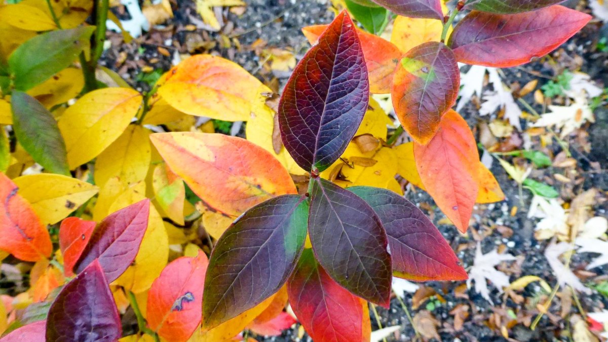 Blatt der Heidelbeere während Herbstfärbung