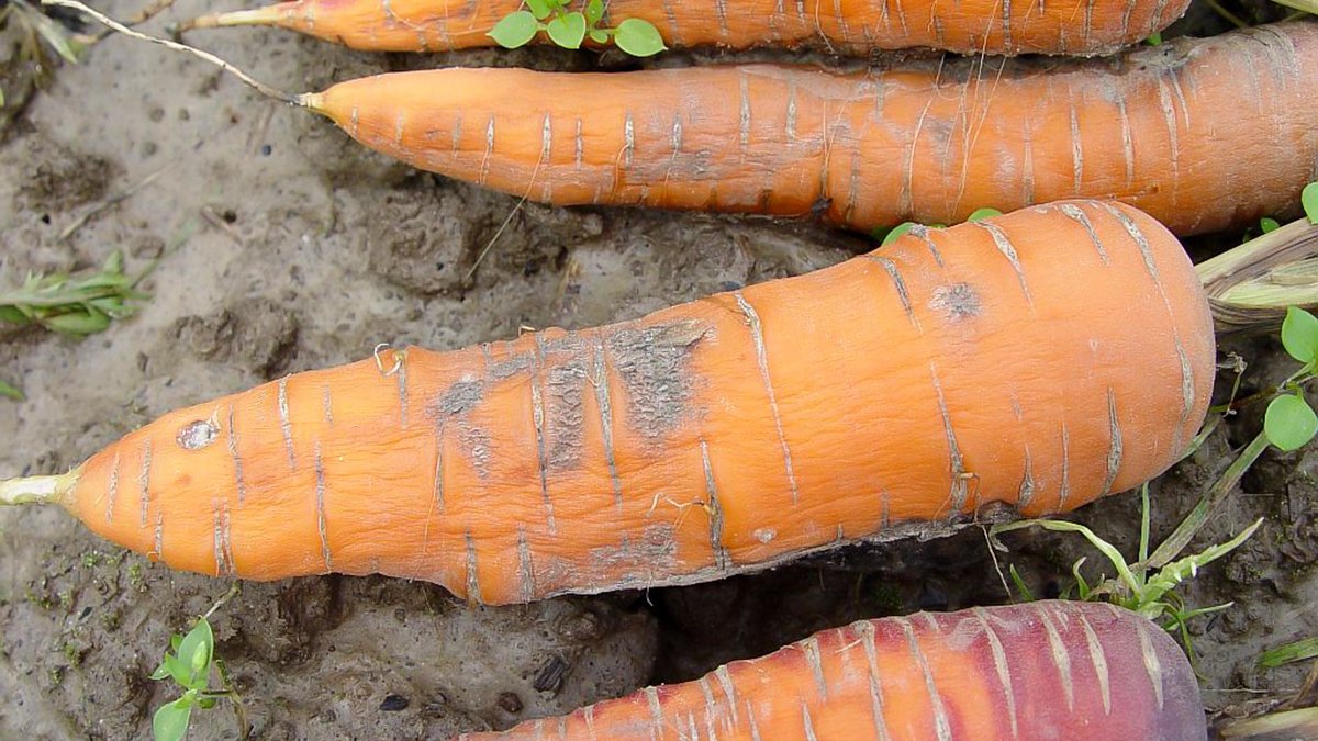 Geerntete Möhren auf dem Gartenboden liegend