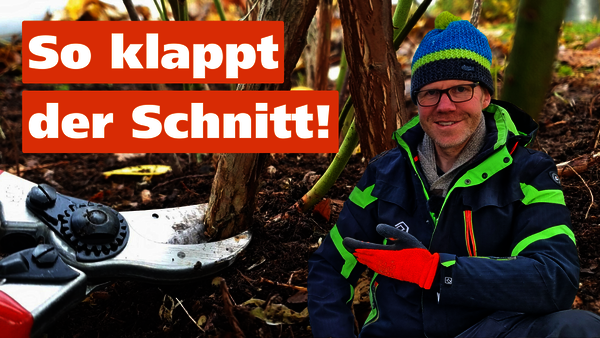 Ankündigungsbild zu einem YouTube-Video zum Thema Heidelbeerenschnitt