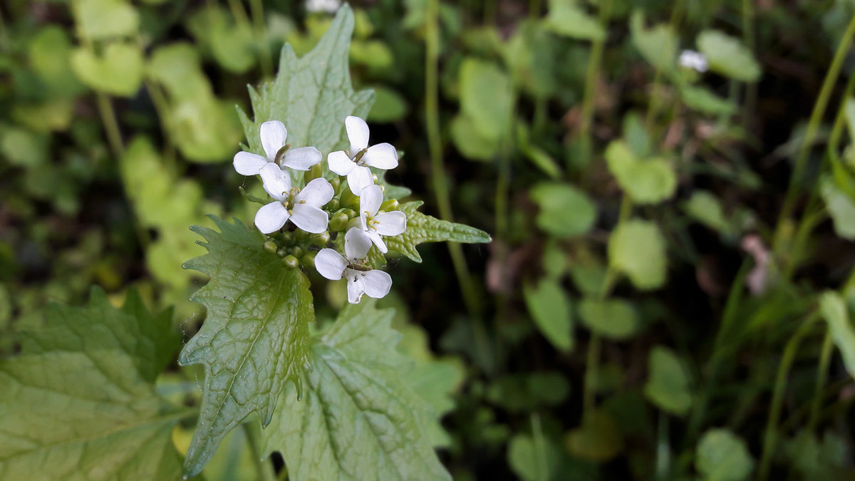 Blatt und Blüte der Knoblauchsrauke