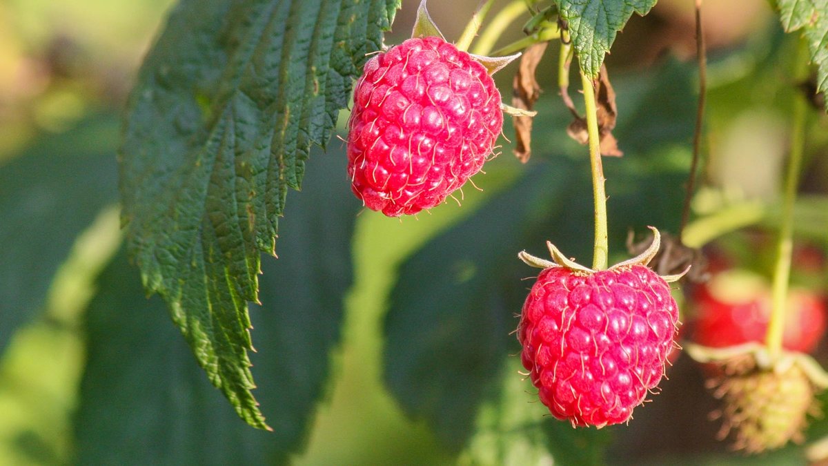 Zwei Himbeeren an einem Strauch.