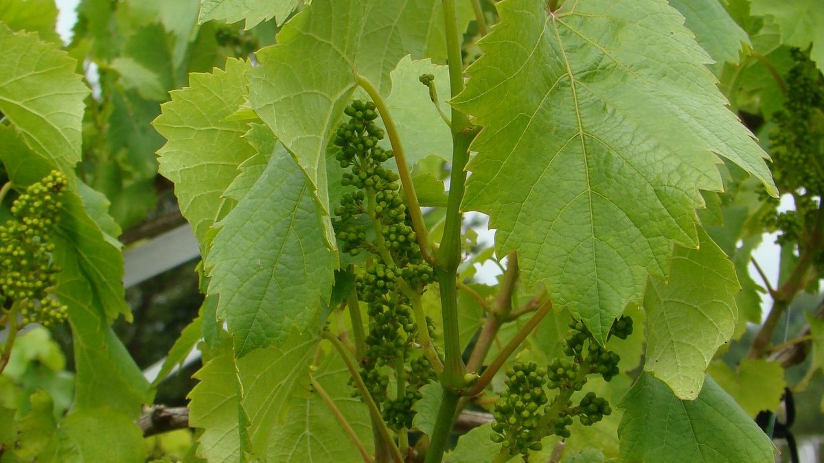 Blätter und Blüten-bzw. Fruchtstand vom Wein