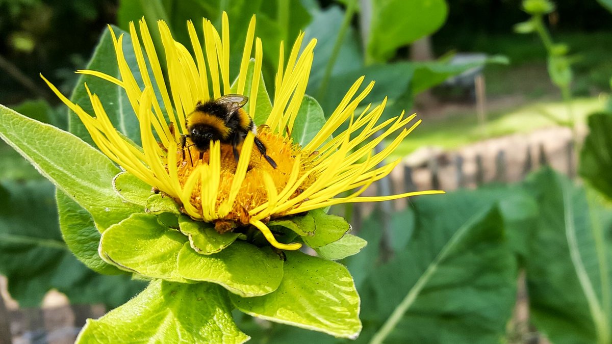 Hummel auf Alant Blüte