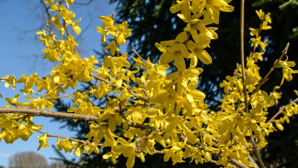 Blüten einer Forsythie